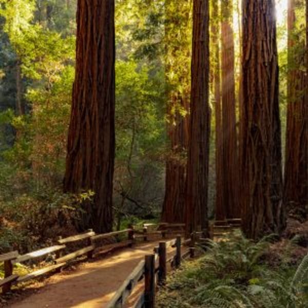 Sunlight streams through towering redwood trees onto a fenced dirt path in a lush forest.