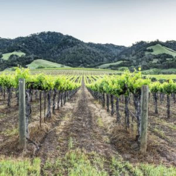 Rows of grapevines in a vineyard with rolling green hills and mountains in the background.