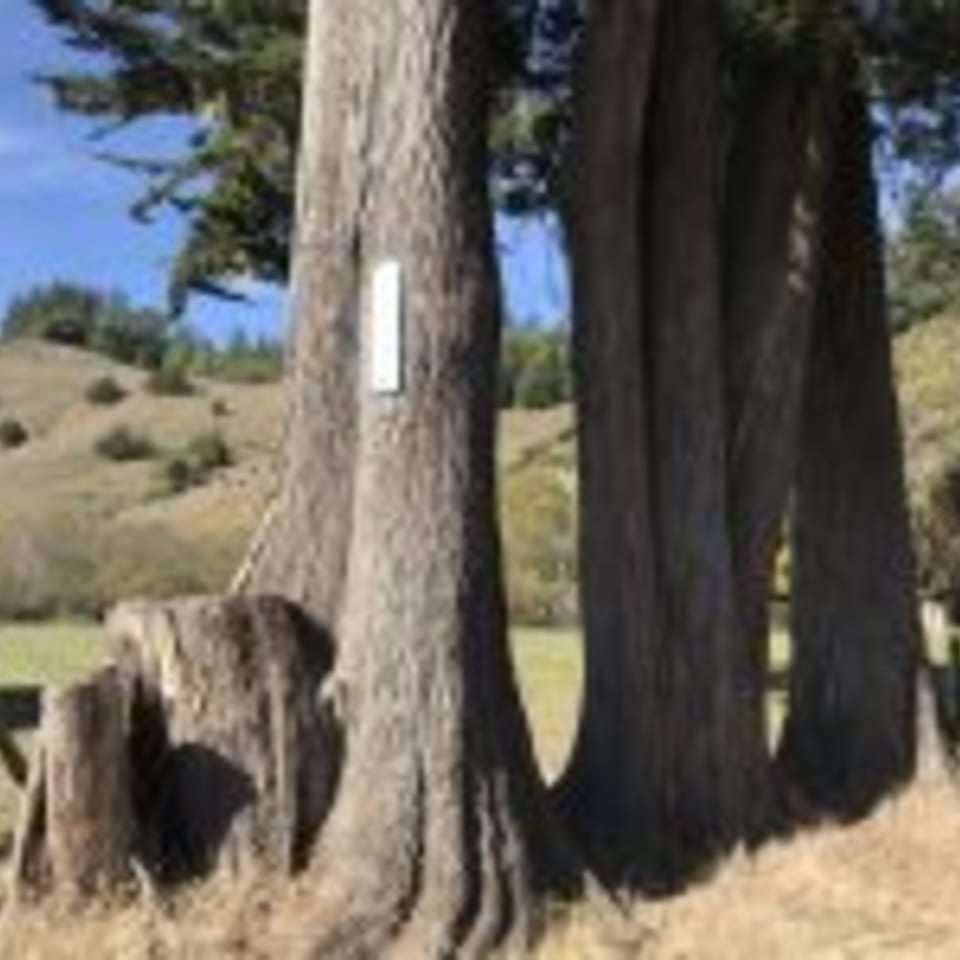 Tall trees with thick trunks stand in a field with rolling hills under a blue sky.